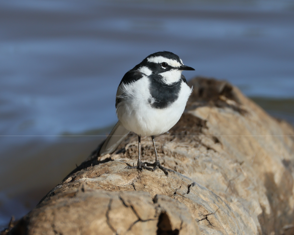 African-Pied-Wagtail