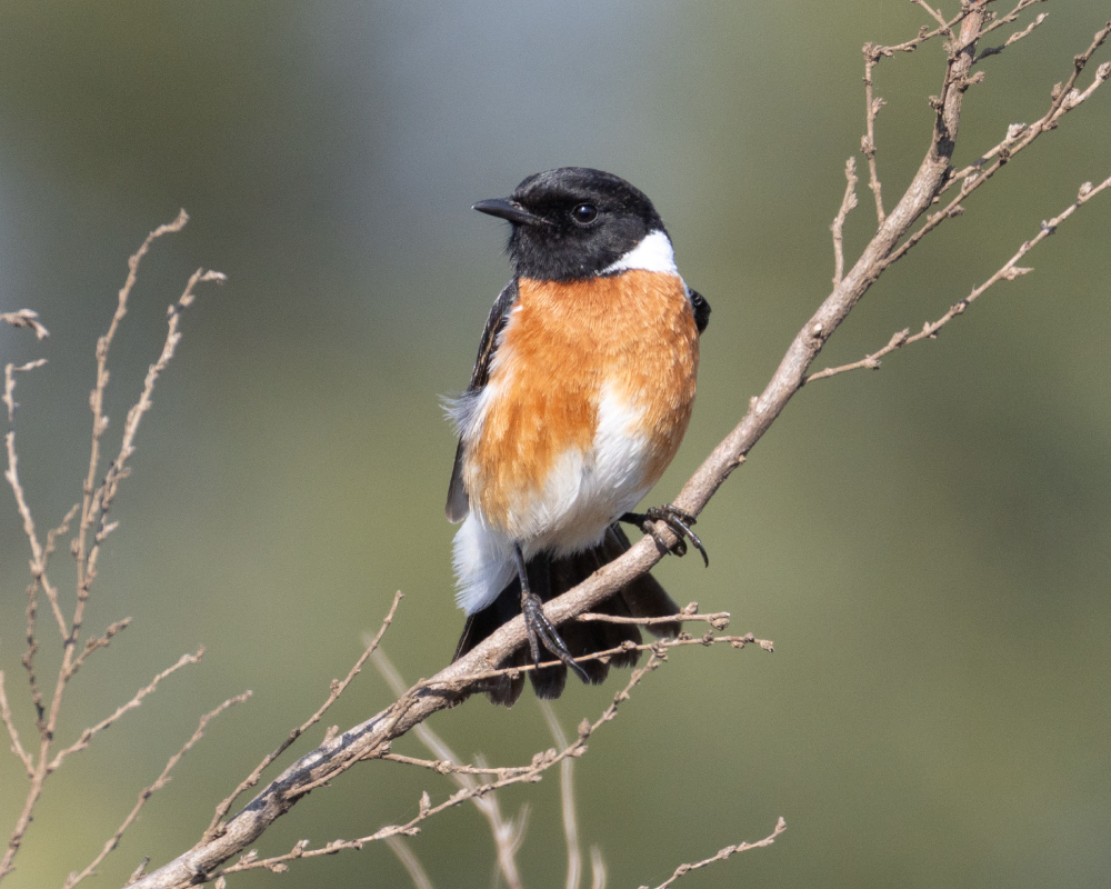 African-Stone-Chat