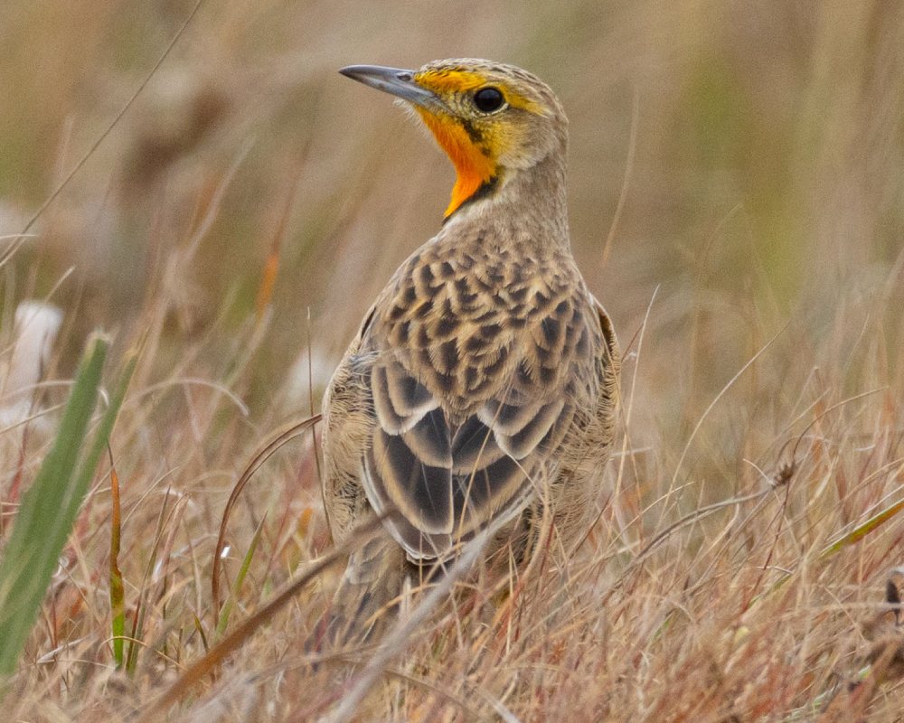 Cape-Longclaw