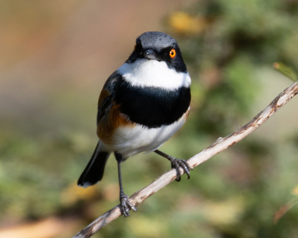 Chinspot-Batis