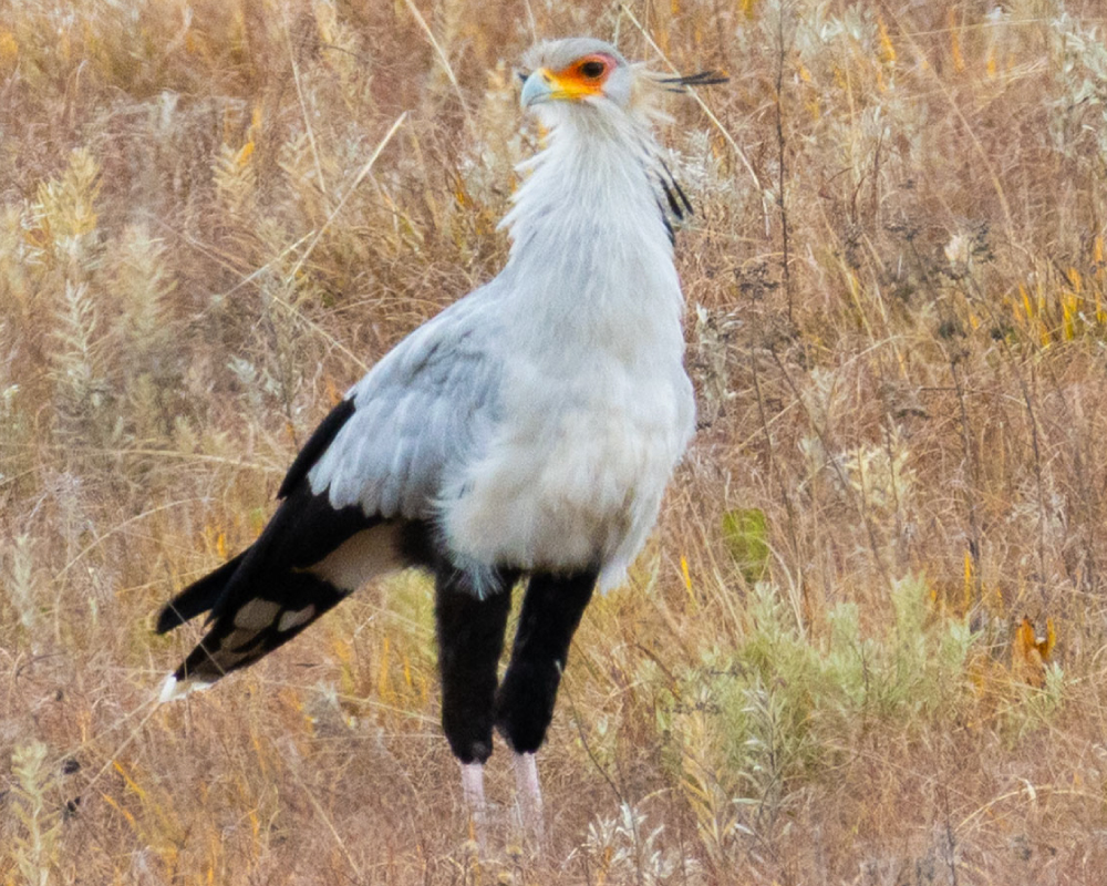 Secretary-Bird