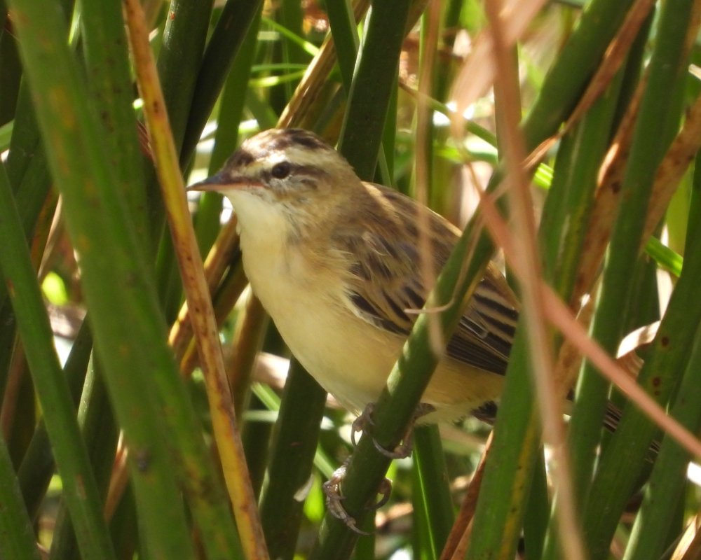 Sedge-Warbler
