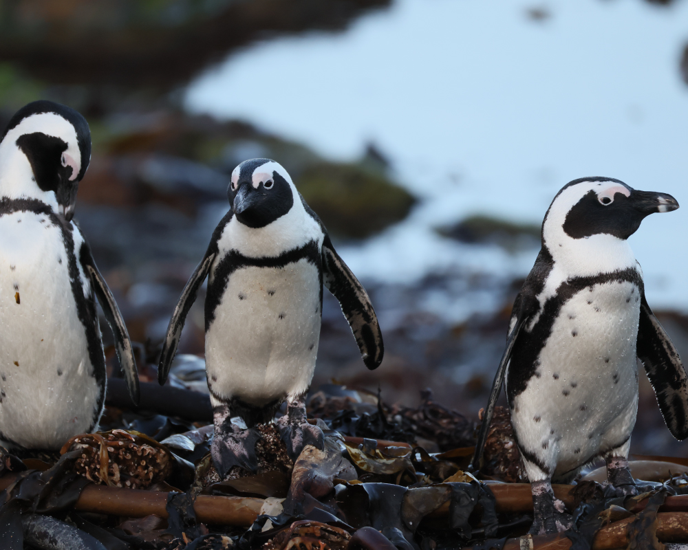 Selwyn-Birding-African-Penguin-Bril-pikkewyn