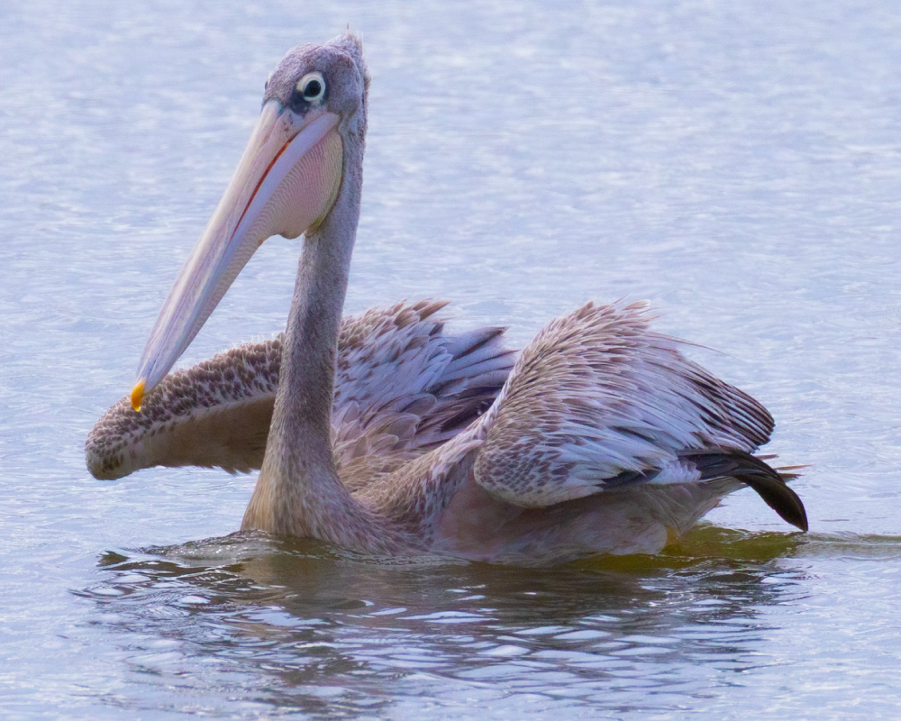 Selwyn-Birding--Pink-backed-Pelican-kleinpelikaan
