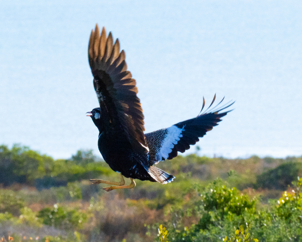 Selwyn-Birding-Southern-Black-Korhaan-Swartvlerkkorhaan