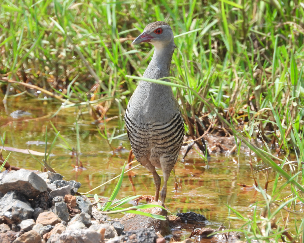 Selwyn-Birding-african-crake-afrikaanse-riethaan