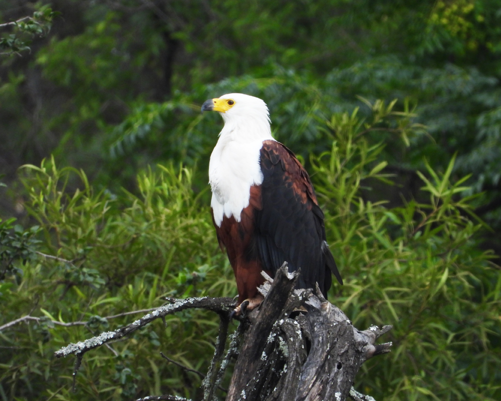 Selwyn-Birding-african-fish-eagle-visarend