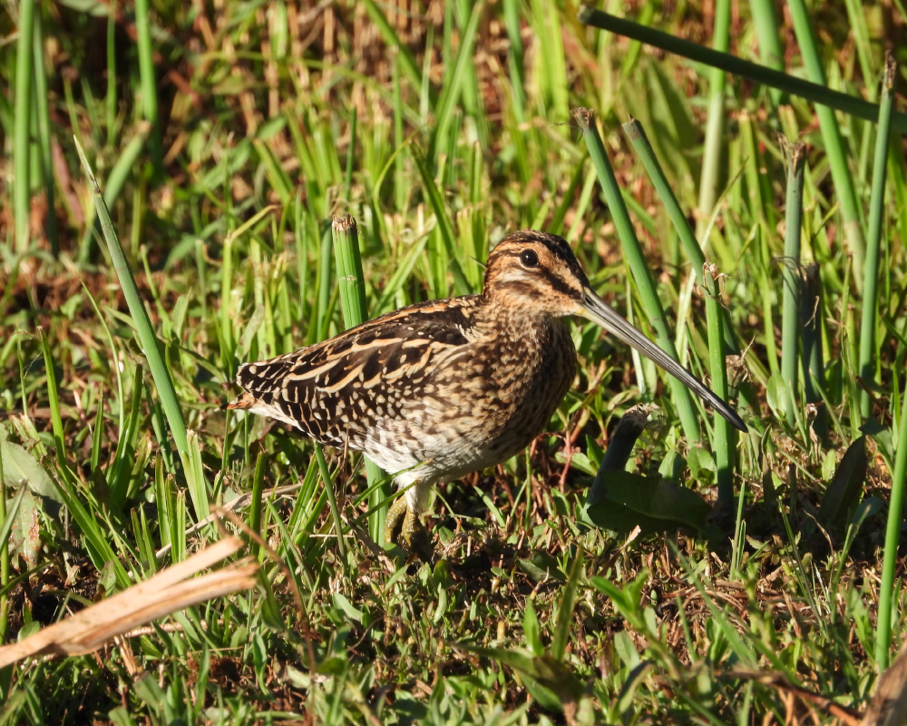 Selwyn-Birding-african-snip-afrikaanse-snip