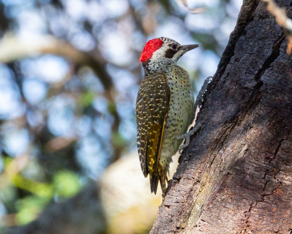 Selwyn-Birding-bearded-woodpecker-baardspeg
