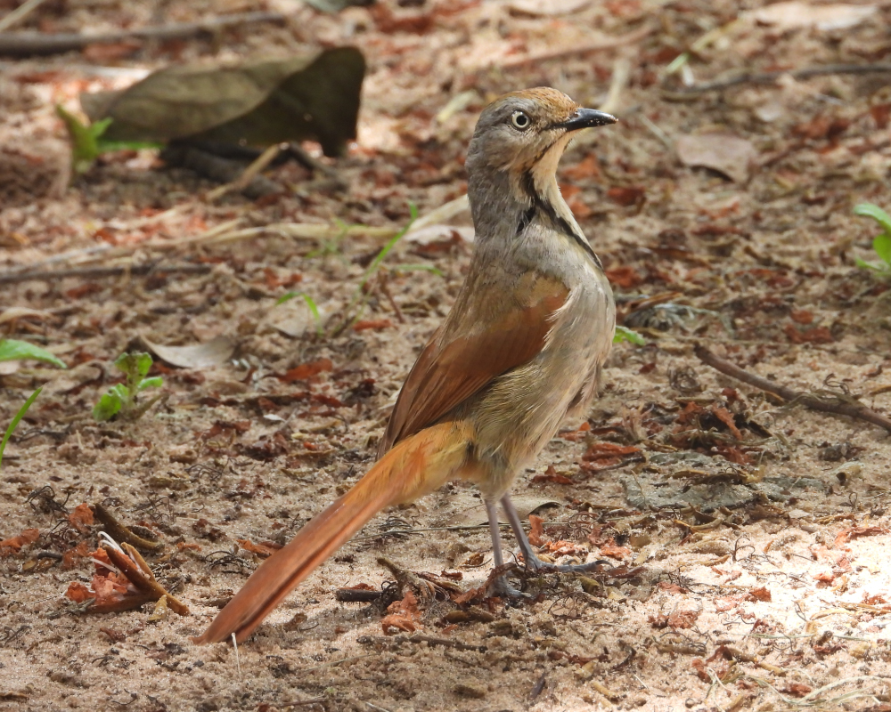 Selwyn-Birding-collared-palm-thrush-palmmorelyster