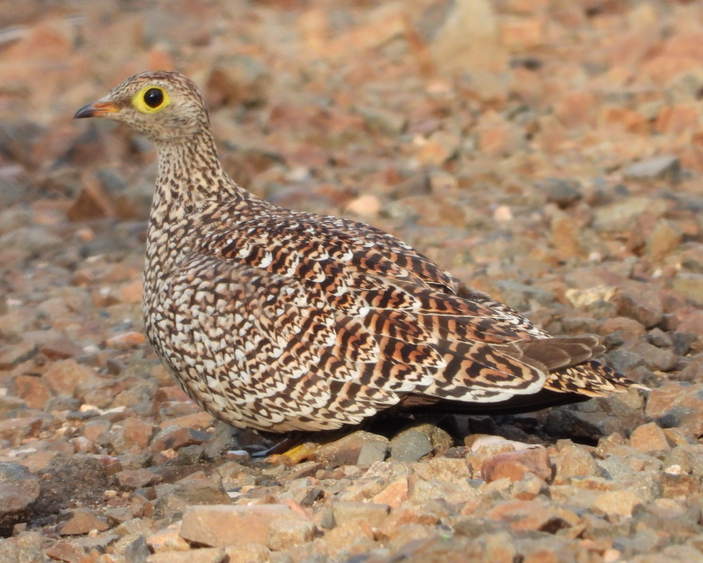 Selwyn-Birding-double-banded-sandgrouse-dubbelbandsandpatrys