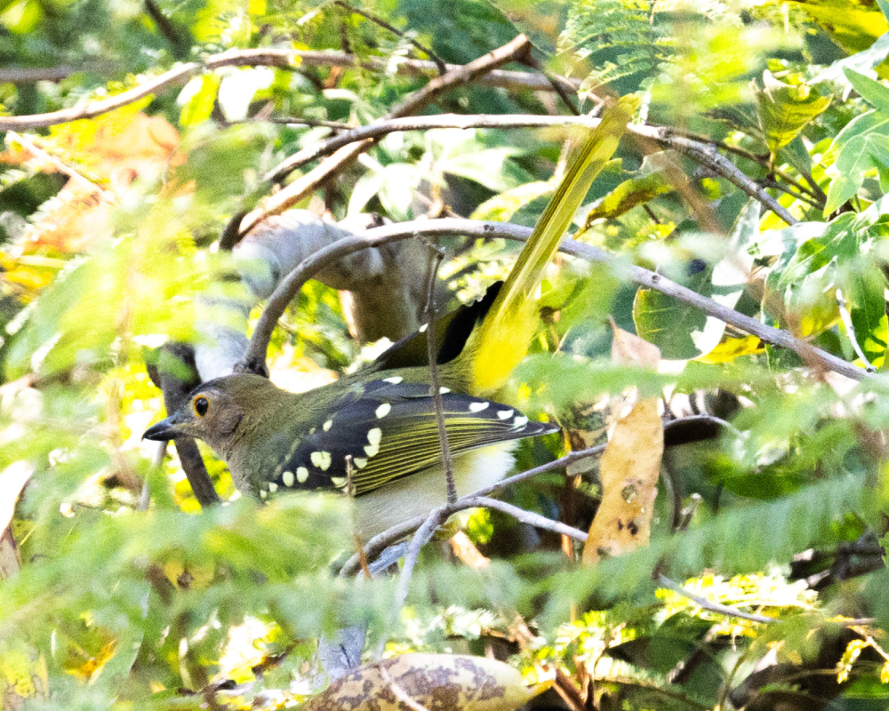 Selwyn-Birding-eastern-nicator-geelvleknikator