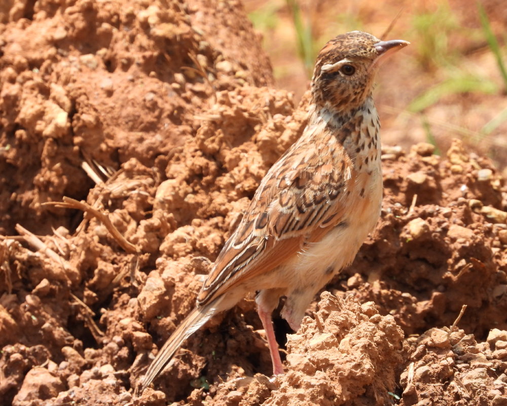 Selwyn-Birding-fawn-colored-lark-vaalbruinlewerik