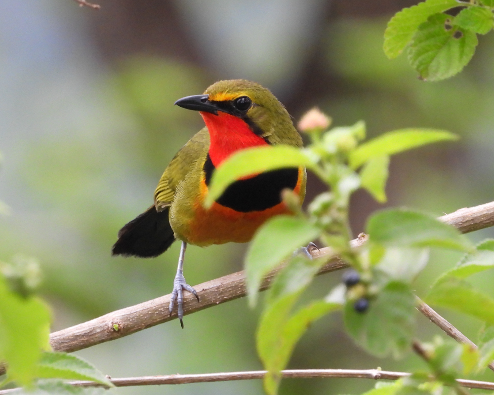 Selwyn-Birding-gorgeous-bushshrike-konkoit