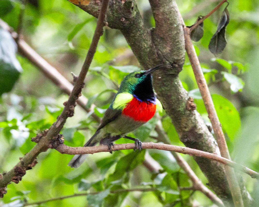 Selwyn-Birding-greater-double-collared-sunbird-groot-rooibandsuikerbekkie