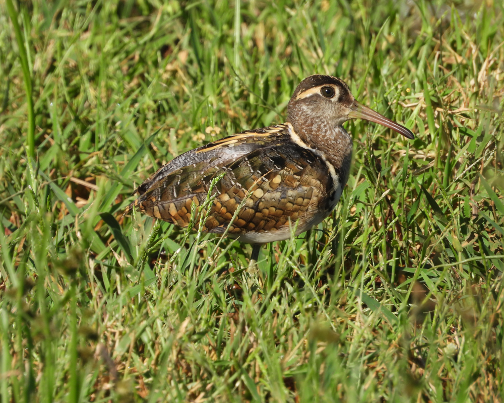 Selwyn-Birding-greater-painted-snipe-goudsnip