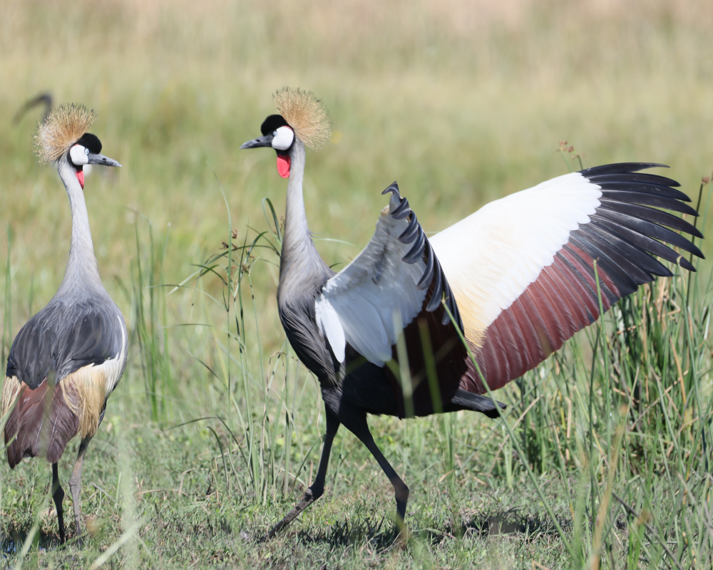 Selwyn-Birding-grey-crowned-crane-mahem