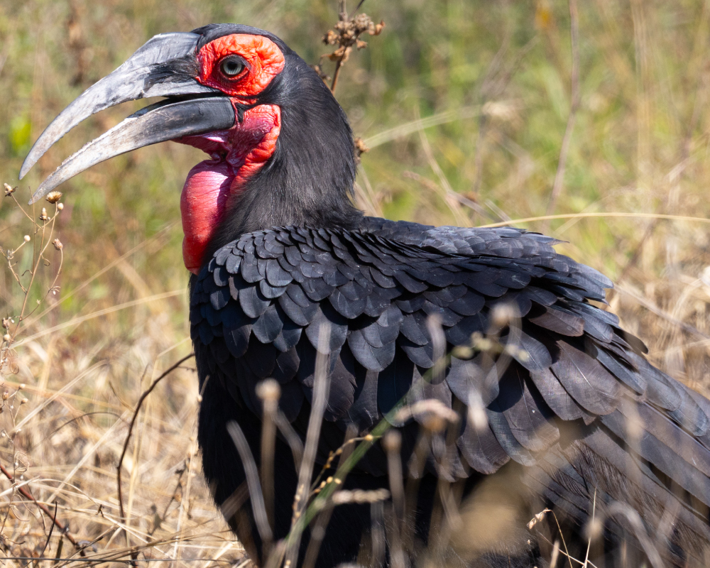 Selwyn-Birding-ground-hornbill-bromvoel