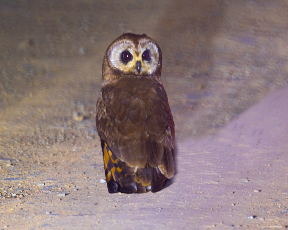 Selwyn-Birding-marsh-owl-vlei-uil
