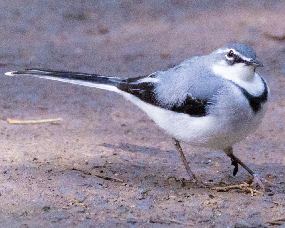 Selwyn-Birding-mountain-wagtail-bergkwikkie