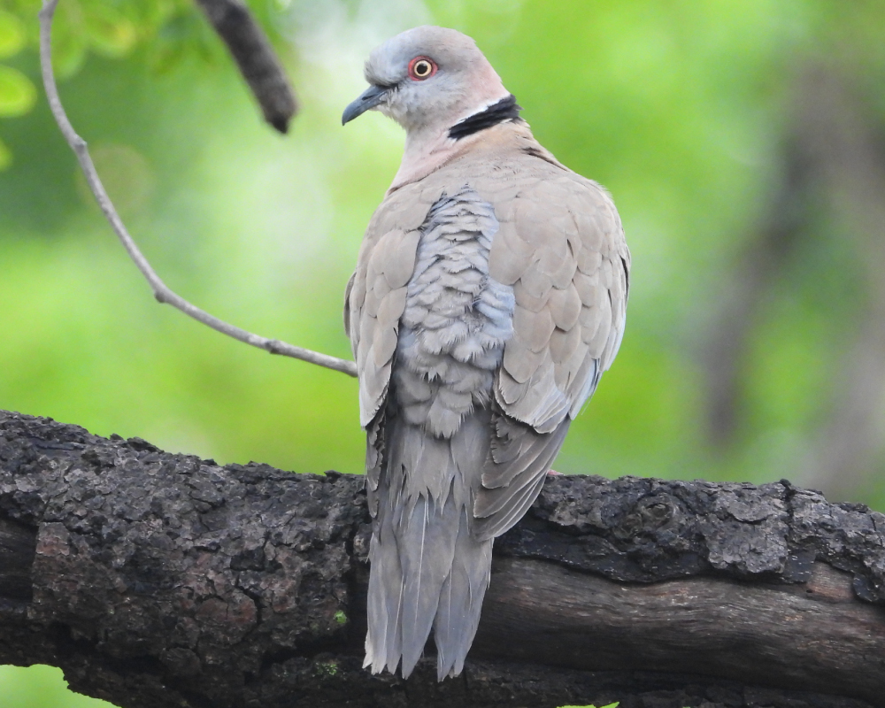 Selwyn-Birding-mourning-collared-dove-rooioogtortelduif