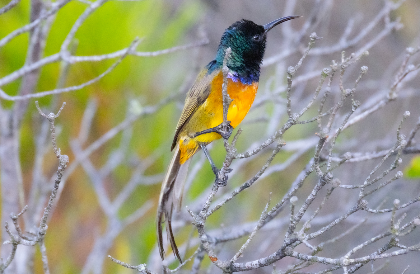 Selwyn-Birding-orange-breasted-sunbird-oranjeborssuikerbekkie