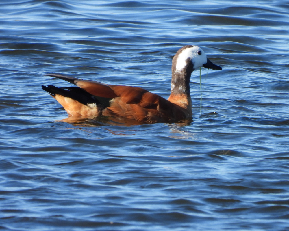 Selwyn-Birding-south-african-shelduck-kopereend