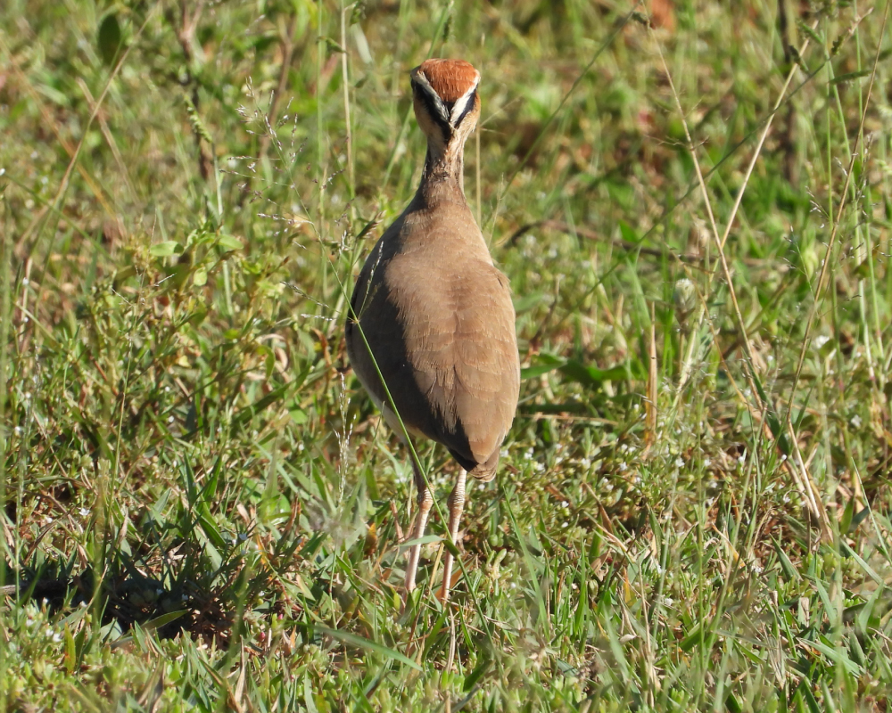 Selwyn-Birding-temmincks-courser-trekdrawwertjie