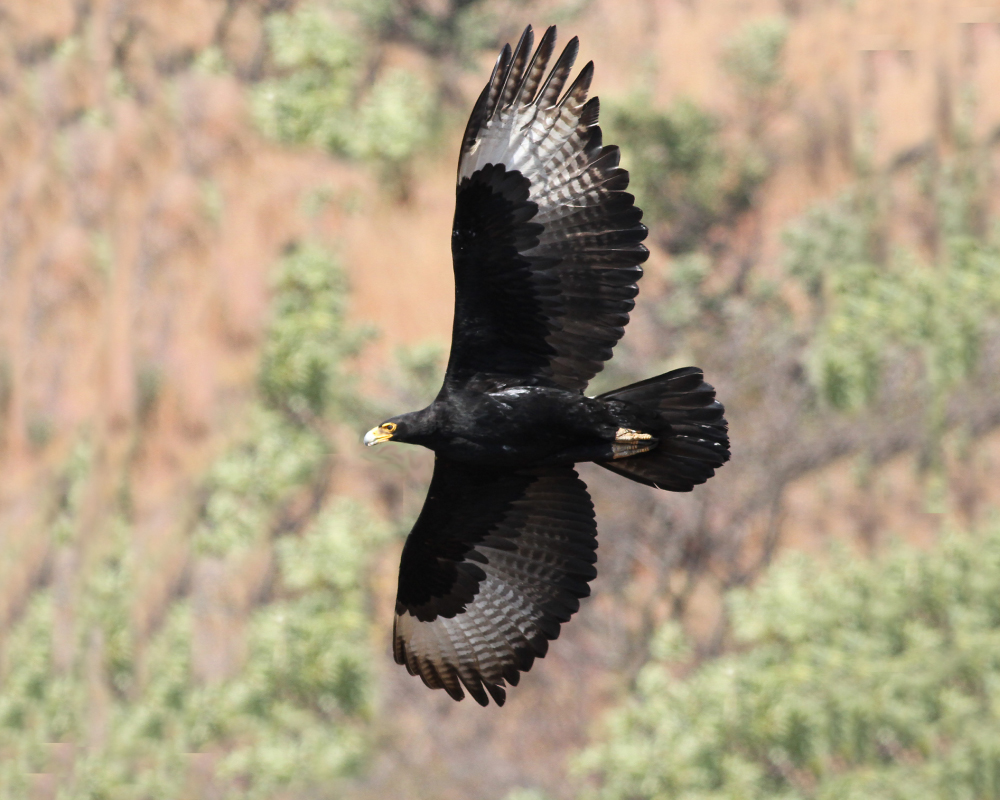 Selwyn-Birding-trip-excursion-verreaux's-eagle-witkruisarend