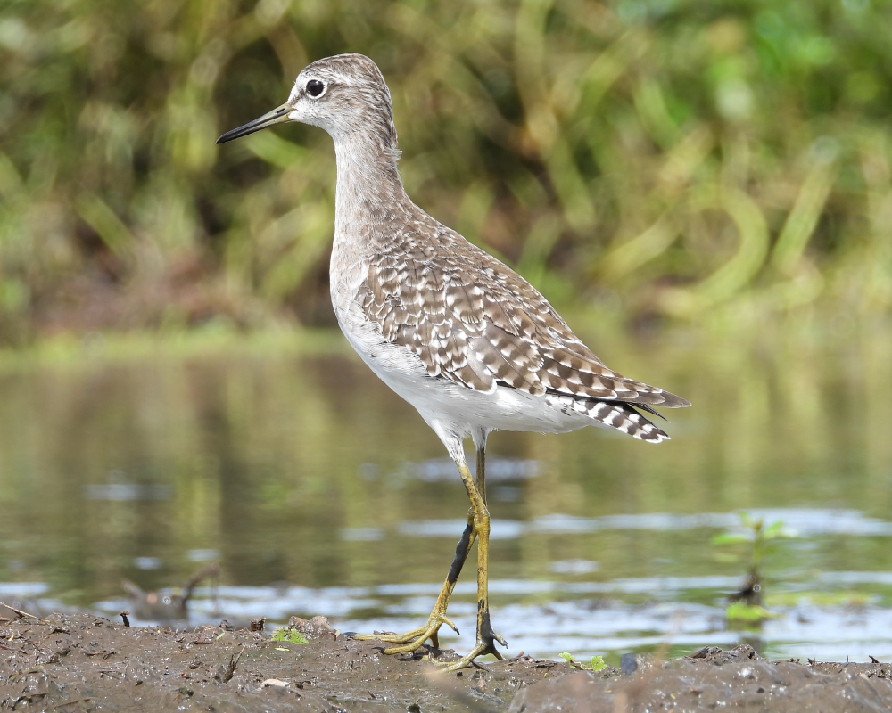 Selwyn-Birding-wood-sandpiper-bosruiter