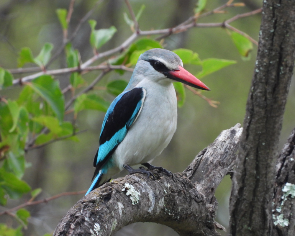 Selwyn-Birding-woodland-kingfisher-bosveldvisvanger
