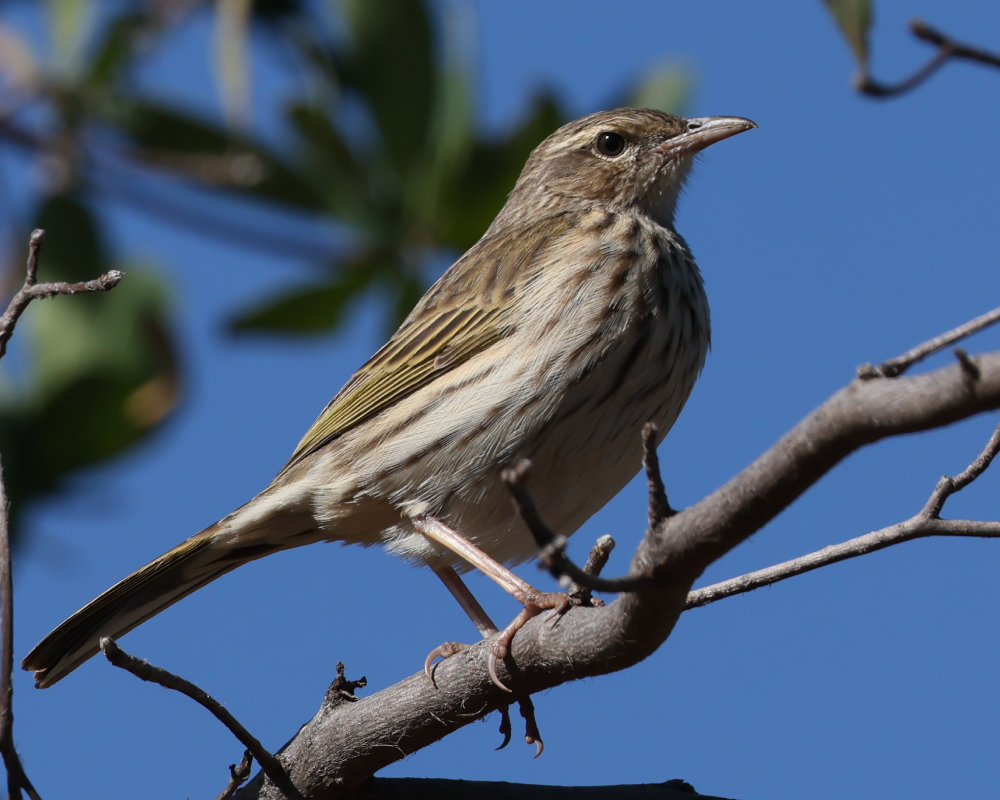 Striped-Pipit