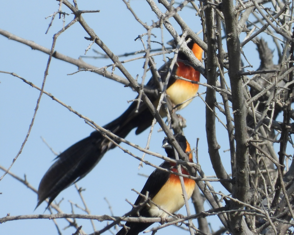 Web-Selwyn-Birding-Broad-tailed-Paradise-Whydah-breestertparadysvink