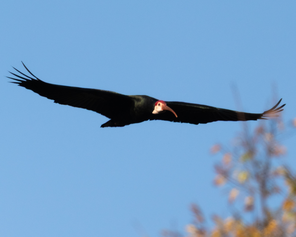 Web-Selwyn-Birding-Southern-Bald-Ibis-kalkoenibis