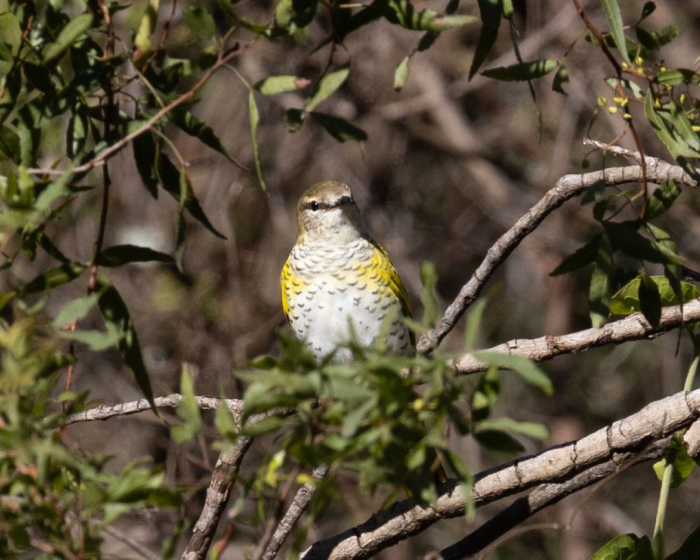 Web-Selwyn-Birding-black-cuckooshrike-swartkatakaroe