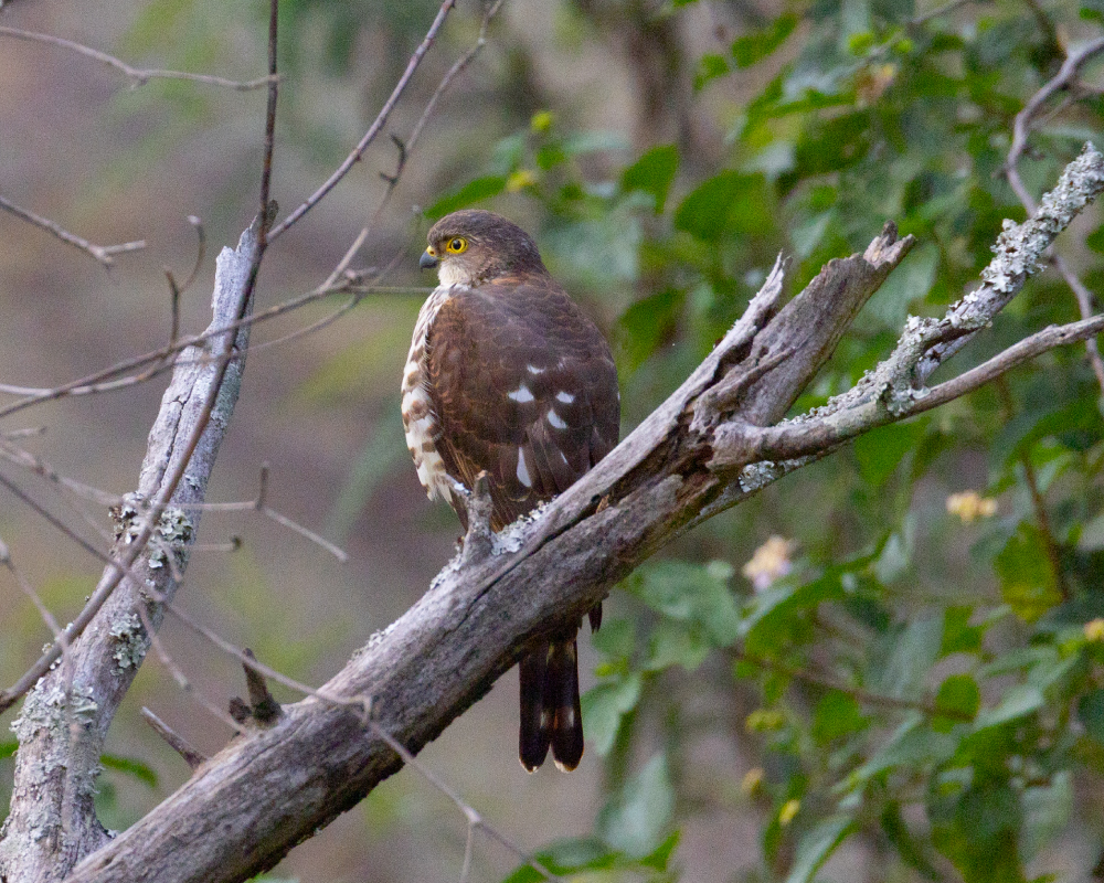 Web-Selwyn-Birding-little-sparrow-hawk-klein-sperwer