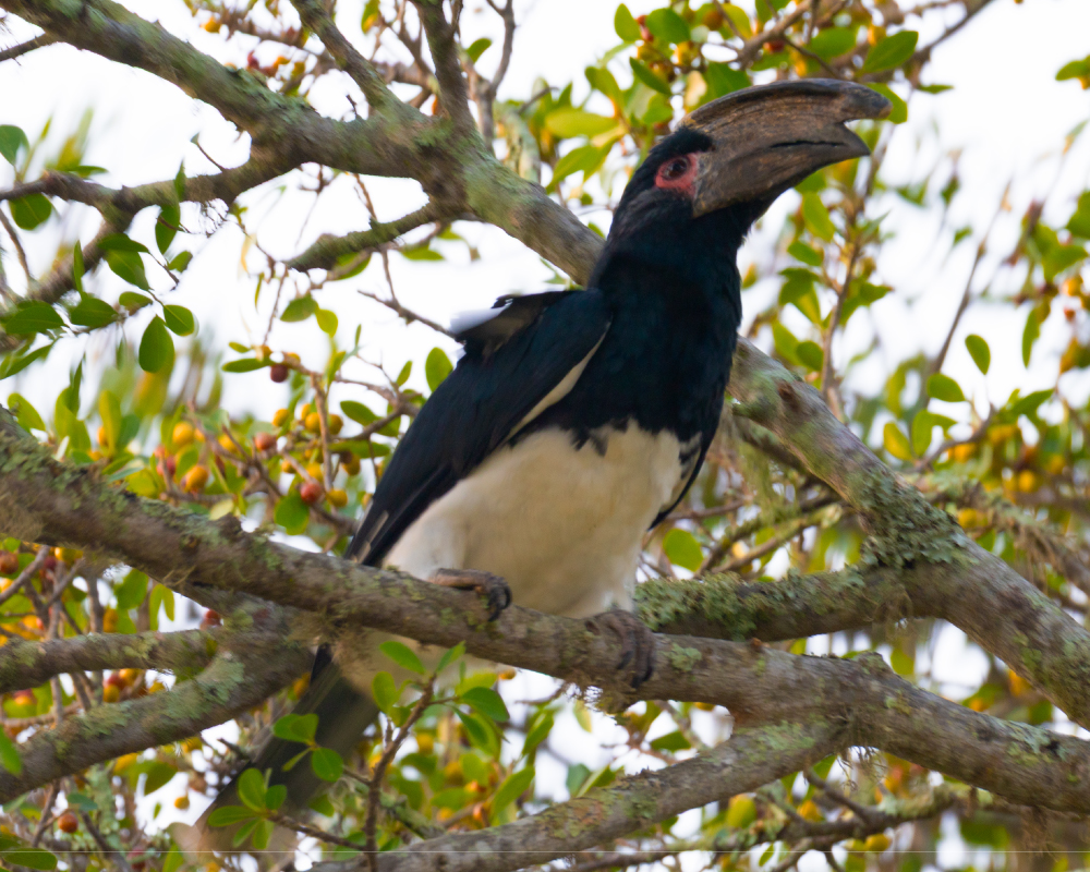 Web-Selwyn-Birding-trumpeter-hornbill-gewone-boskraai