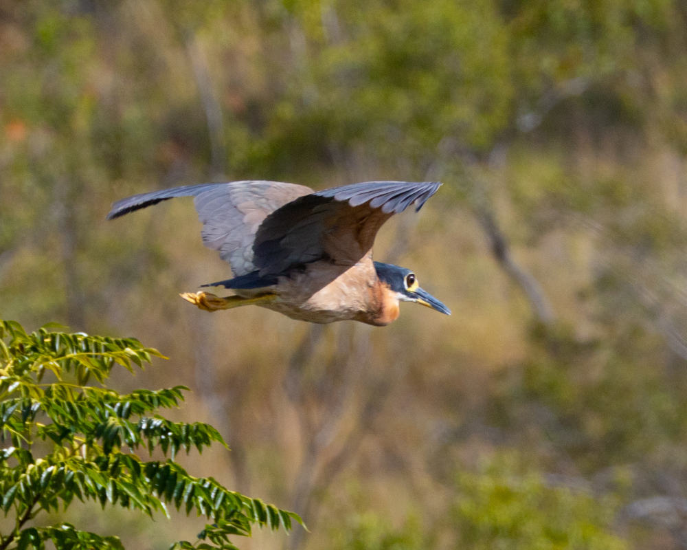 Web-Selwyn-Birding-white-backed-night-heron-witrugnagreier