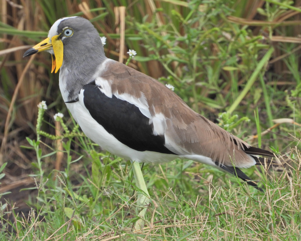 Web-Selwyn-Birding-white-crowned-lapwing-witkopkiewiet